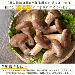 n327 生 椎茸 1kg 菌床栽培  国産 種子島 しいたけ 【えいぜっと】