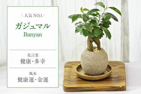 アクアプラントポット®　円Ｍ（ブラック） 植木鉢　ガジュマル（2100）