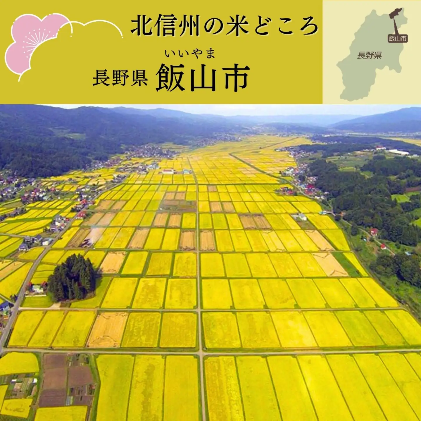 【令和8年新米予約】コシヒカリ 5kg 特別栽培米 「かまくらの里 コシヒカリ」_Cc-001