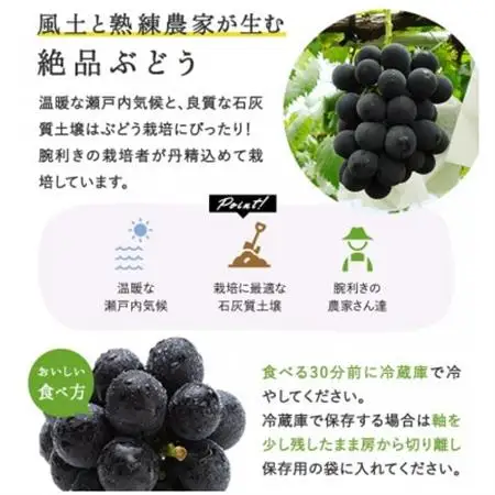 【2026年発送】岡山県産 ぼっけえ大粒ニューピオーネ1房(800g以上) 化粧箱入り 【配送不可地域：離島】【1546680】