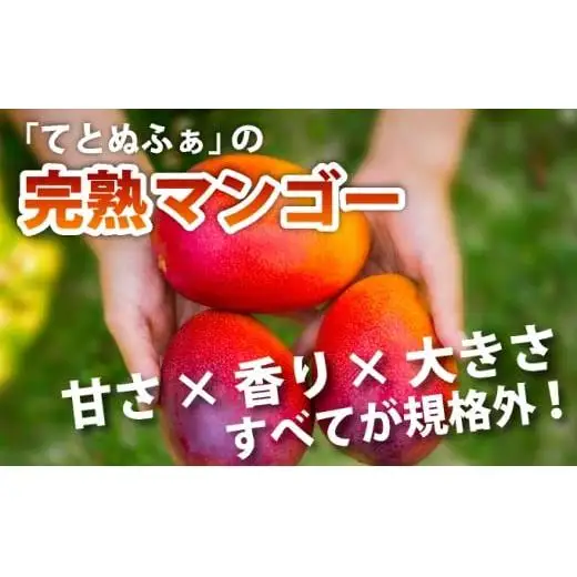 石垣島産完熟マンゴー！大満足の４個入り