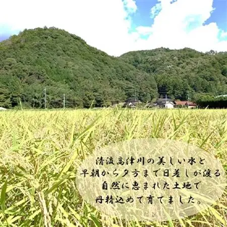 令和7年産　吉賀町広石産コシヒカリ　清流高津川のお米　精米10kg【1596764】