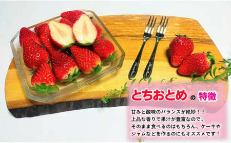 先行予約 いちご とちおとめ やよいひめ 約250g×4パック 計1kg いちご