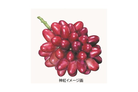 島根はまだの神紅ゼリー 【032_2096】