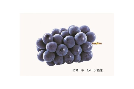 山陰浜田のピオーネジャム 【032_2099】