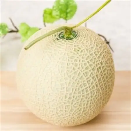 【生産量日本一】茨城県産 アールスメロン【特秀】1玉_果物・フルーツ メロン  めろん_【配送不可地域：離島・沖縄県】【1596627】