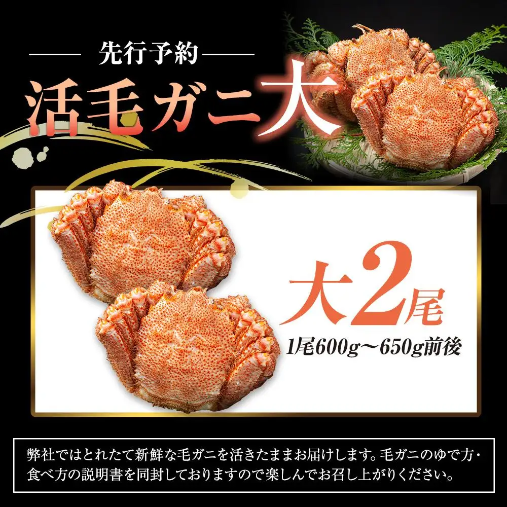 【先行予約/2026年4月発送開始】活毛ガニ　大２尾（600g～650g前後）｜毛ガニ　羅臼