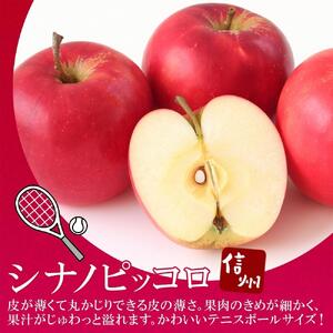 ＜26年９月下旬頃～発送 先行予約＞長野県産 りんご シナノピッコロ 訳あり 約3kg リンゴ 旬 フルーツ 訳アリ 林檎 果物 規格外 自家用 産地直送 農園 産直 お取り寄せ もぎたて 採れたて 送料無料 堀田農園 信州 大町市