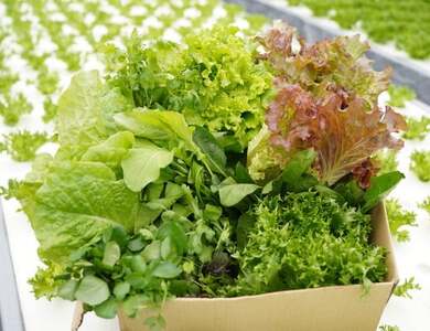 【6回定期便】旬の葉物野菜おまかせセット 小島農園 野菜