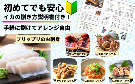 【朝どれ寒シマメ特大サイズ 丸ごと3杯セット】300g×3杯 いか イカ スルメイカ 朝どれ寒シマメ