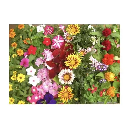 5月中旬より順次発送予約　産地直送！夏の花壇苗４０個詰め合わせ