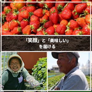 【2027年1月より順次発送】 いちご さちのか 大粒 約800g (約400g×2パック) いちご 