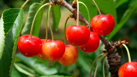 ＜2026年発送先行予約＞ 山梨県南アルプス市産 厳選さくらんぼ (紅秀峰) 500g ALPEM004