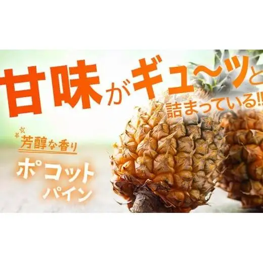 【先行予約】ポコットパイン1ｋｇ（1～2玉）　KN-3