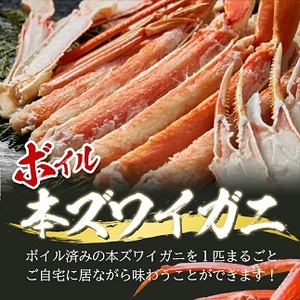 ボイル 本ズワイガニ 1匹 350g程度 遊佐沖 10月中旬～12月下旬頃お届け 冷蔵便 ※着日指定・離島（沖縄県を含む）発送不可 1人前 東北 山形県 遊佐町 庄内地方 日本海 カニ 蟹 かに 海産物 シーフード 海鮮 新鮮 まるごと ボイル 焼き 期間限定 ゆで 茹で [850]