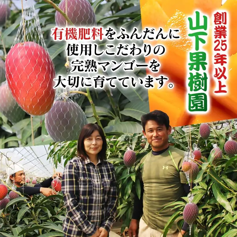【マンゴー専門 山下果樹園】完熟マンゴー 2玉 合計900g以上 宮崎県西都産 生産者直送【先行予約】＜61-2a＞