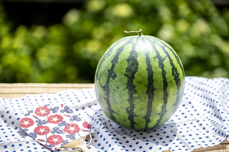  スイカ　大玉 1玉【2026年8月前半発送】 青森県産 秀品 先行受付