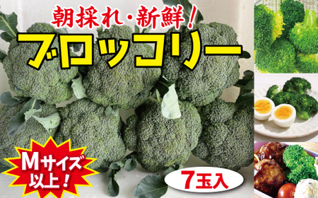 【先行予約】 新鮮 朝採れブロッコリー Mサイズ以上7玉 野菜 ブロッコリー 朝採り 朝採れ 朝どれ サラダ 食品