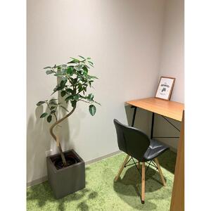 【3本セット】国内産 亜熱帯観葉植物 人気のフィカス・ウンベラータなど 8号 丸鉢 沖縄柄飾り布つき