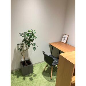 【5本セット】国内産 亜熱帯観葉植物 人気のフィカス・ウンベラータなど 8号 丸鉢 沖縄柄飾り布つき