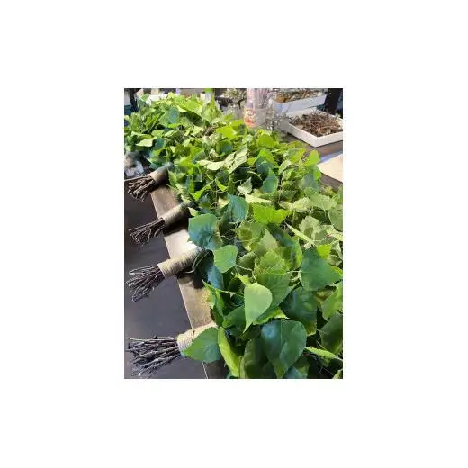 美流渡の森　白樺フレッシュヴィヒタ【a110-067】