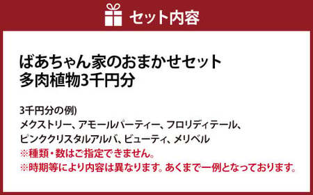 ばあちゃん家のおまかせセット 3千円分 多肉植物 セット 植物 多肉 観葉植物 韓国苗 インテリア おまかせ