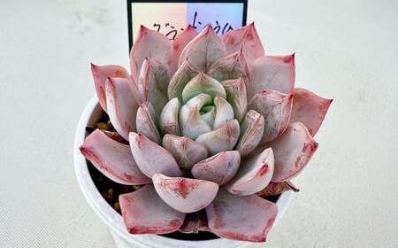 ばあちゃん家の韓国多肉植物 M&Sグランドスラム 1苗 多肉植物 植物 多肉 観葉植物 韓国苗 M&S苗 グランドスラム インテリア