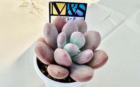 ばあちゃん家の韓国多肉植物 M&S ラ・ヴィータ 1苗 多肉植物 植物 多肉 観葉植物 韓国苗 M&S苗 インテリア
