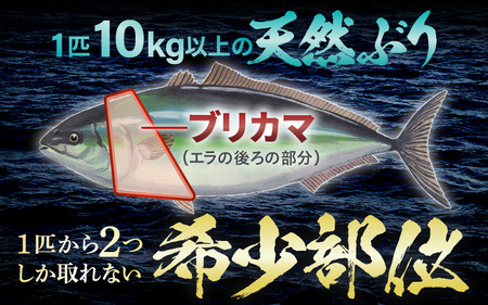 天然 ぶり 特大 ブリカマ (塩焼き用) 約1kg (約500g × 2パック) 美浜町日向産【 ブリカマ 】[m36-a035]