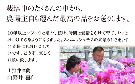 国産スパニッシュモス　太葉　100ｇ