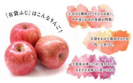 【レビューキャンペーン】【5月～6月発送】家庭用有袋ふじ３kg【丸勝木村商店・青森りんご】[hi-0055-004]
