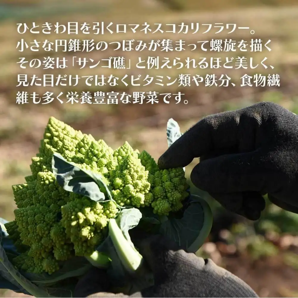 冷凍カットロマネスコカリフラワー 400g×2袋（800ｇ）