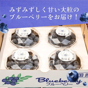 【先行受付予約】知多半島 生ブルーベリー 800g（100g×8パック） 完熟 果物 フルーツ 旬 農園直送 青果物 国産 健康 美容 愛知県 美浜町 ブルーベリーの里みはま 産地直送 ※2026年6月上旬～8月中旬に順次発送予定 送料無料 数量限定 期間限定 ※北海道・沖縄・離島への配送不可