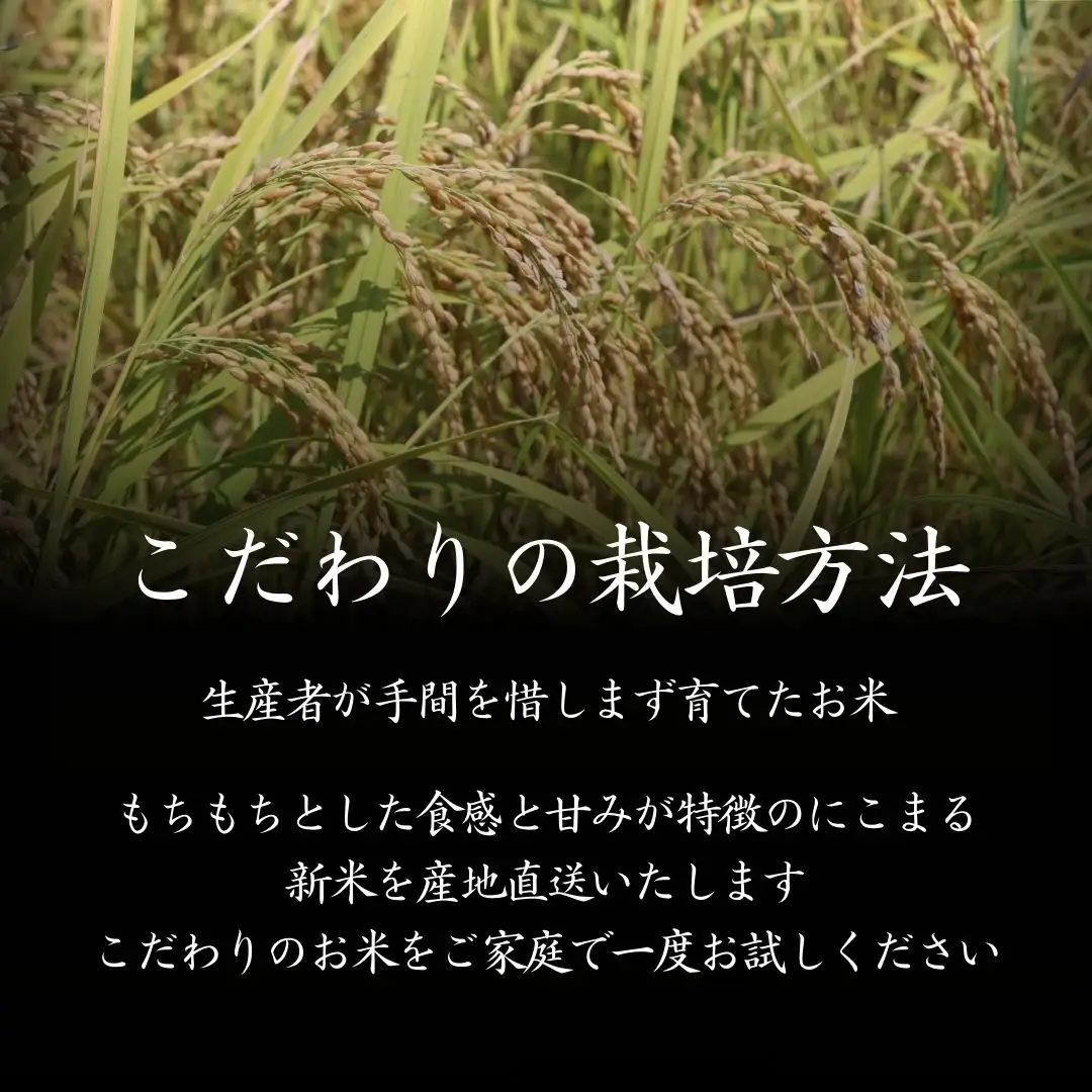 S249-1 ＜2026年10月発送＞令和8年産にこまる ＜5kg＞国産 米 お米 高知県産