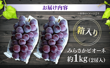 【2026年先行予約】ぶどう みらさかピオーネ 露地栽培 1kg＜8月下旬頃から順次発送＞ [APBE003] ピオーネ ぶどう