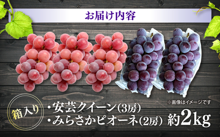 【2026年先行予約】ぶどう みらさかピオーネ2房＆安芸クイーン3房 ＜8月下旬頃から順次発送＞[APBE005] ピオーネ ぶどう