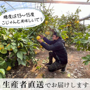 【先行予約】厳選 温室土佐文旦 3kg (5?6玉）〈2026年11月下旬から発送〉/文旦 ぶんたん ブンタン 土佐文旦 ハウス栽培 甘い 柑橘 フルーツ 果物 ご当地 お取り寄せ【土佐文旦の藤岡】 [BQBJ001]