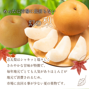 【早期予約 2026年8月以降出荷】 梨 3kg 志太梨