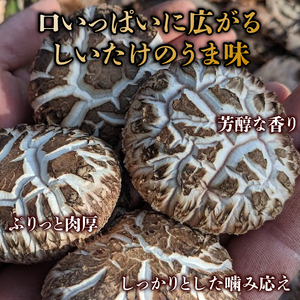 原木栽培 乾燥しいたけ 100g×2袋 計200g 原木 シイタケ しいたけ 椎茸 肉厚 芳醇 香り豊かなしいたけ 国産しいたけ 京都府産しいたけ 京丹波町産しいたけ きのこ 小分け うま味 おいしいしいたけ 食感 肉詰め 煮物 出汁 バター 醤油 炒め 10000円 一万円