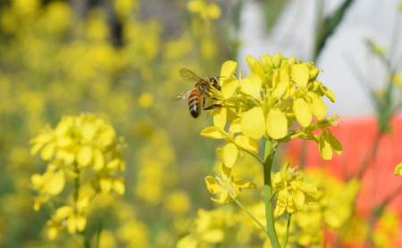 種類おまかせ！季節の天然はちみつ（大瓶600g×1個）ハチミツ 蜂蜜 島田市 静岡県