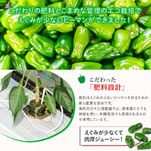 【予約受付】【不揃い品】肉厚ジューシー! 栽培期間中化学農薬・化学肥料不使用のえぐみ少ないピーマン1.2kg ／Fms-11 農産物 新鮮 肉厚 ピーマン 野菜 大量