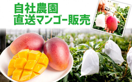 【先行受付】【2026年発送】ヤマト農園 アップルマンゴー訳あり約1.5kg（3～6玉）- 先行予約 沖縄県産 産地直送 南国フルーツ 旬の味覚 季節の果物 ご自宅用 訳アリ 沖縄マンゴー 沖縄県 八重瀬町【価格改定】