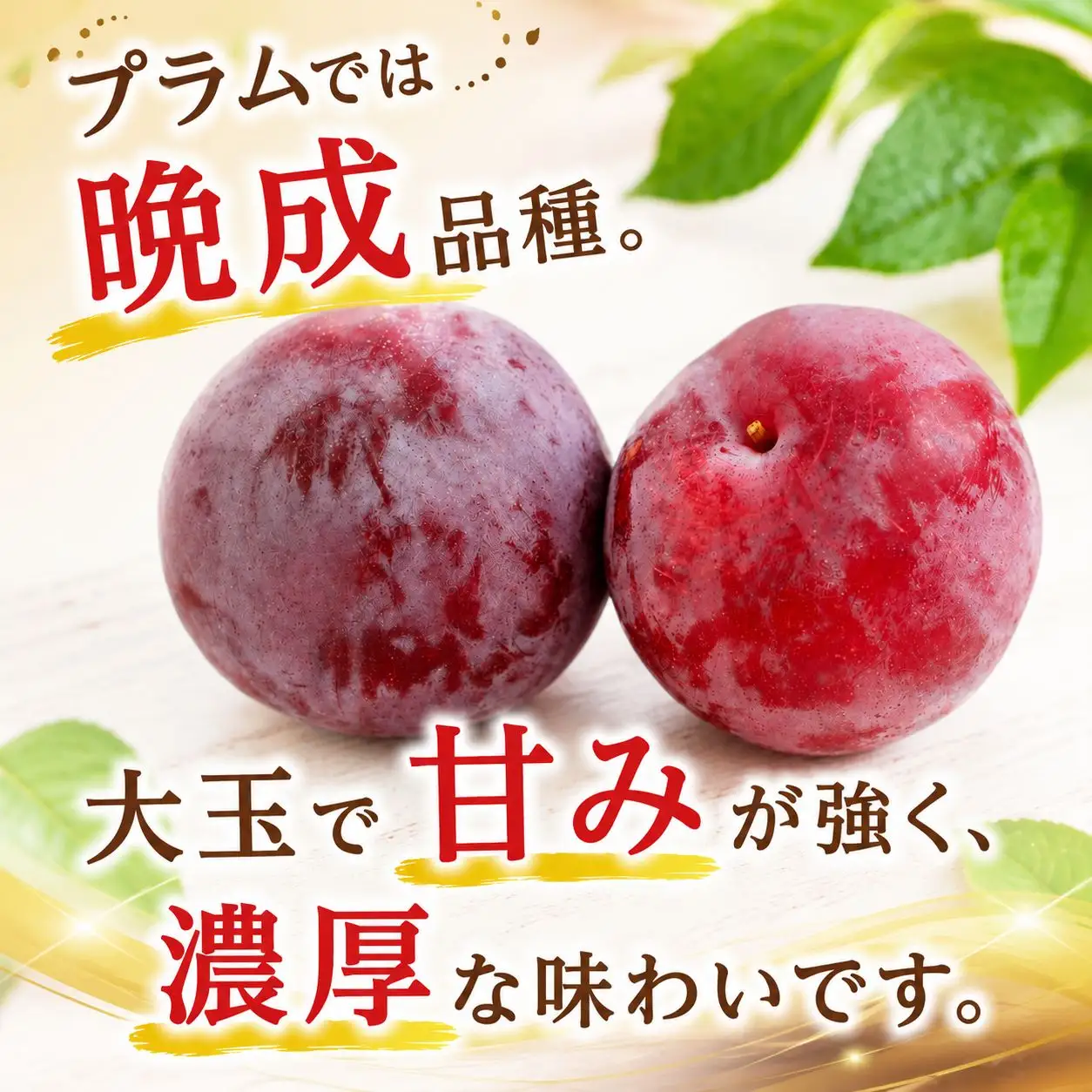 すもも 『太陽』 約2～2.2kg 【2026年発送】 プラム フルーツ
