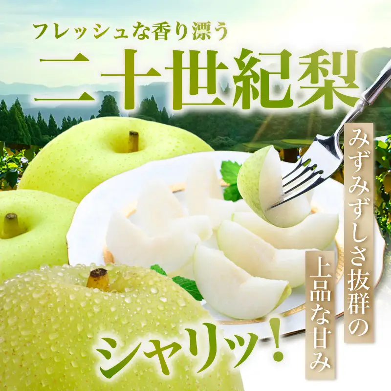 【2026年産 先行予約】梨 二十世紀梨 香住梨 3kg 秀品（Aランク）L～5Lサイズ混合6～10玉【令和8年8月下旬以降発送予定】20世紀梨 青梨 和梨  76-02