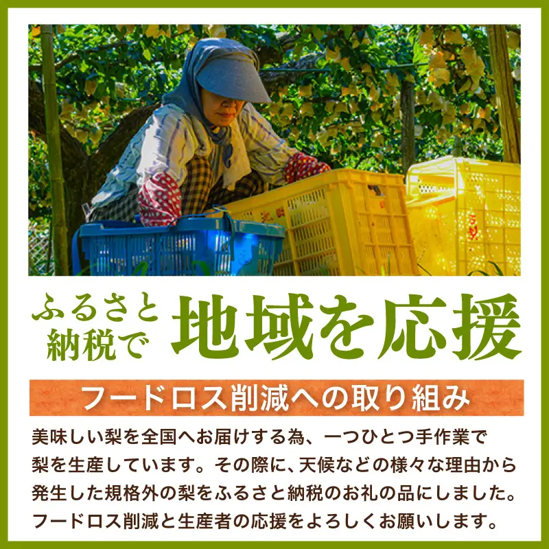 【2026年産 先行予約】 梨 二十世紀梨 香住梨 3kg ご自宅用 優品（Bランク）L～5Lサイズ混合6～10玉【令和8年8月下旬以降発送予定】20世紀梨 青梨 和梨  76-03