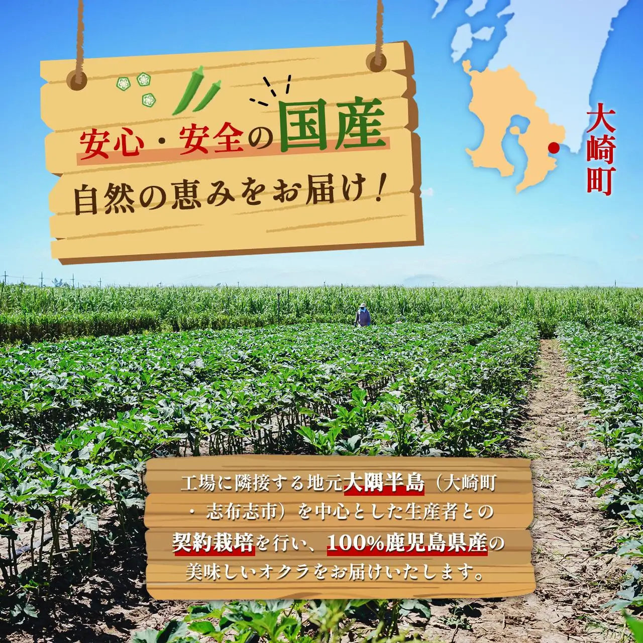 【定期便】鹿児島県産　冷凍 スライス オクラ　（150g×6パック）×3回| オクラ