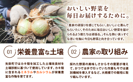 矢掛町産 訳あり 玉ねぎ 約5kg 玉ねぎ