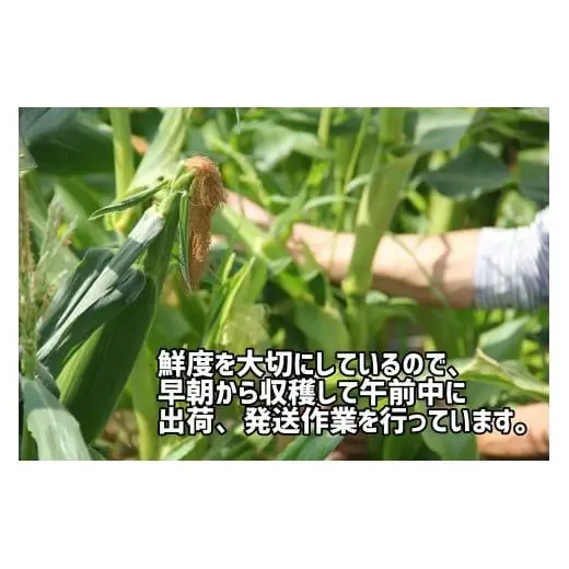 【先行予約受付中！】2026年産　善通寺市産 スイートコーン 2.5kg（鮮度保持袋入り）　（6月頃から発送開始予定）