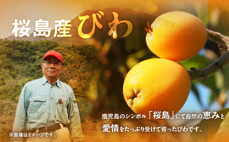 旬の朝採り！ 鹿児島 桜島産びわ 1箱（秀品） K343-001 果物 フルーツ