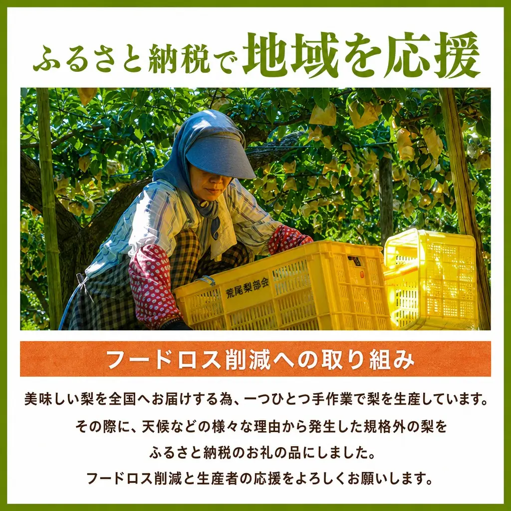 【先行予約】 2026年度産 梨 訳あり 二十世紀梨 5kg（10～18玉）サイズバラつき有り（L～5L）生産者応援商品 【令和8年9月上旬以降発送予定】 20世紀梨 フルーツ 果物  12-23